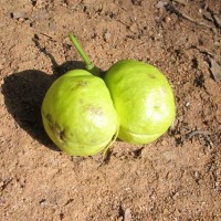 Harpullia arborea (Blanco) Radlk.